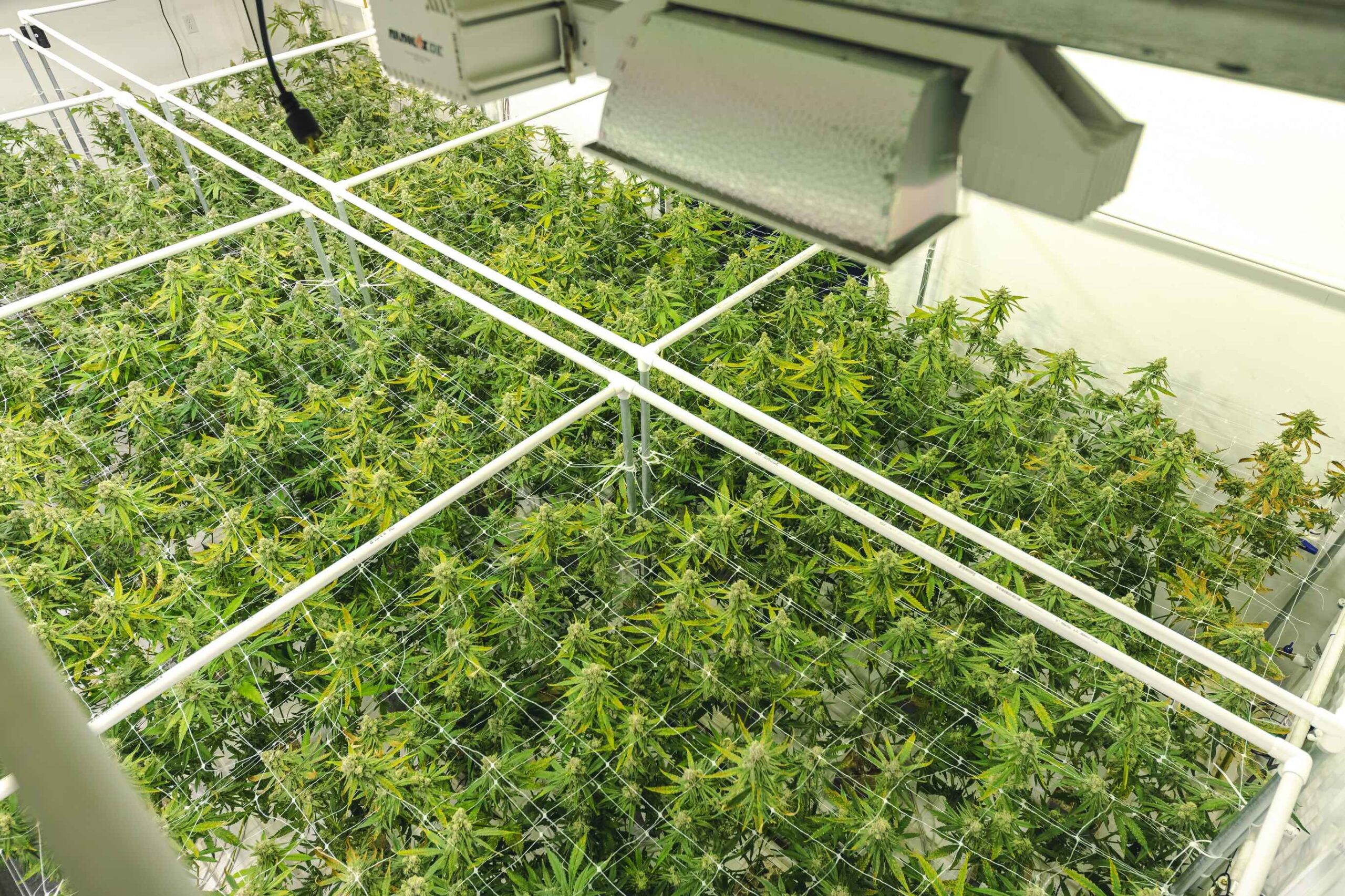 A legal cannabis growing operation inside a large greenhouse.