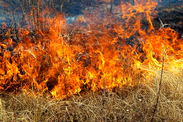 A wildfire burning through brush.