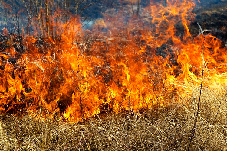 Un incendio forestal ardiendo entre la maleza.