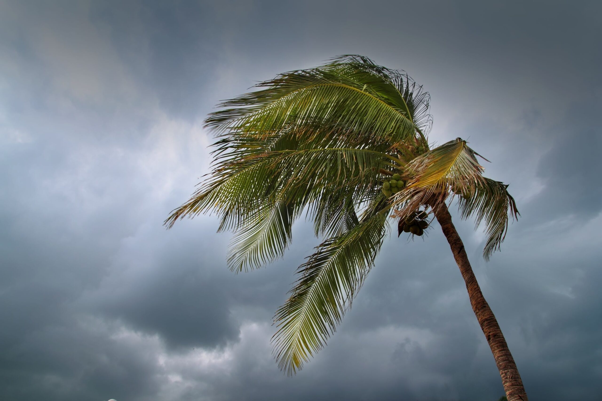Een kokospalm die waait in een harde wind.