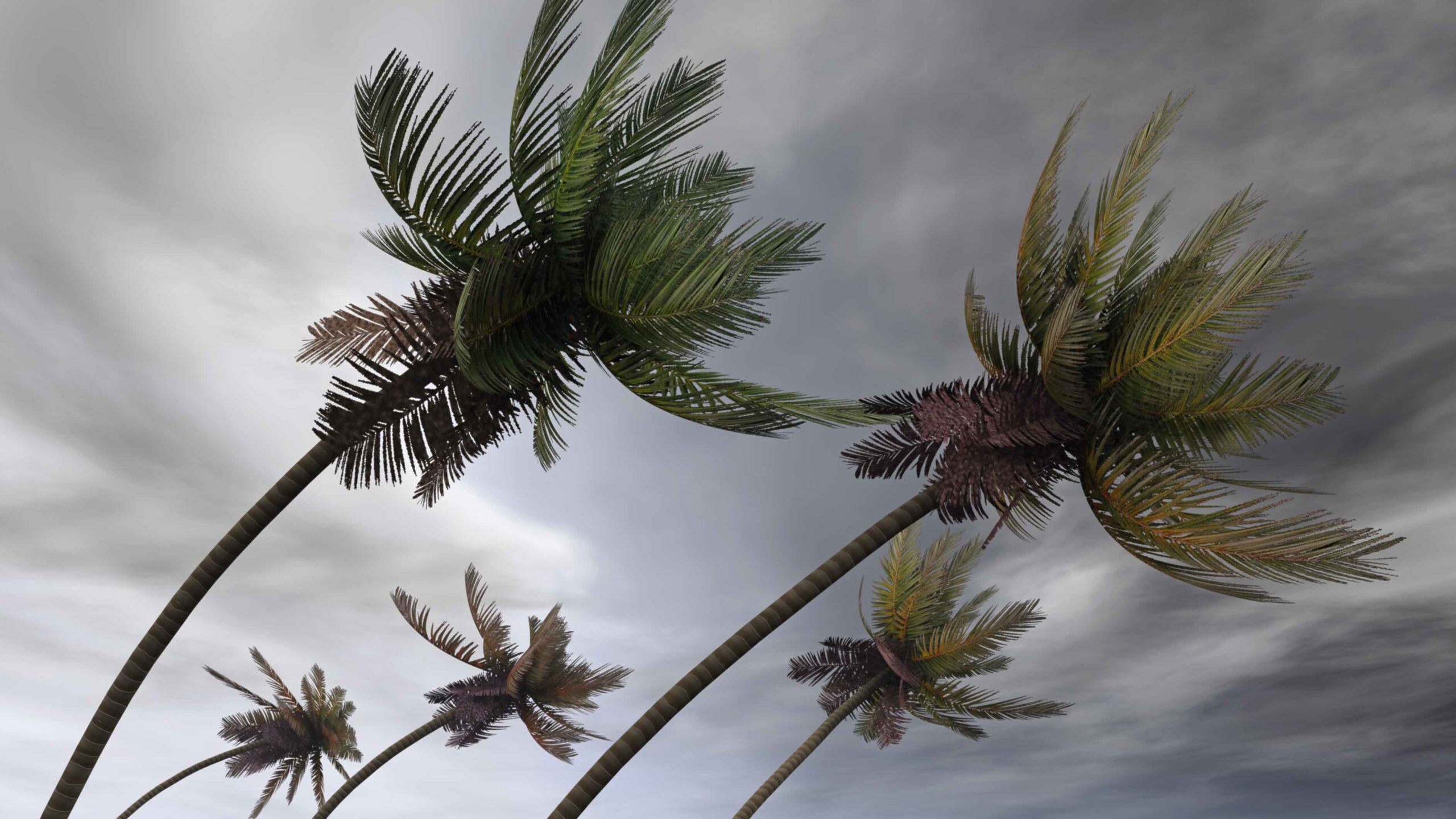Palm trees blowing in the wind.