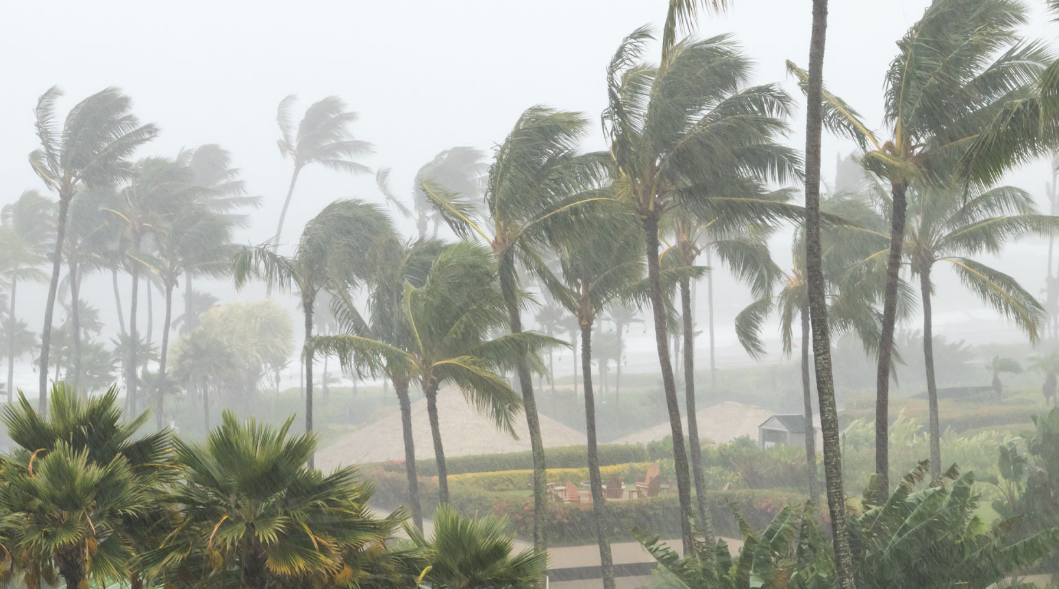 Palm trees blowing in a hurricane wind.