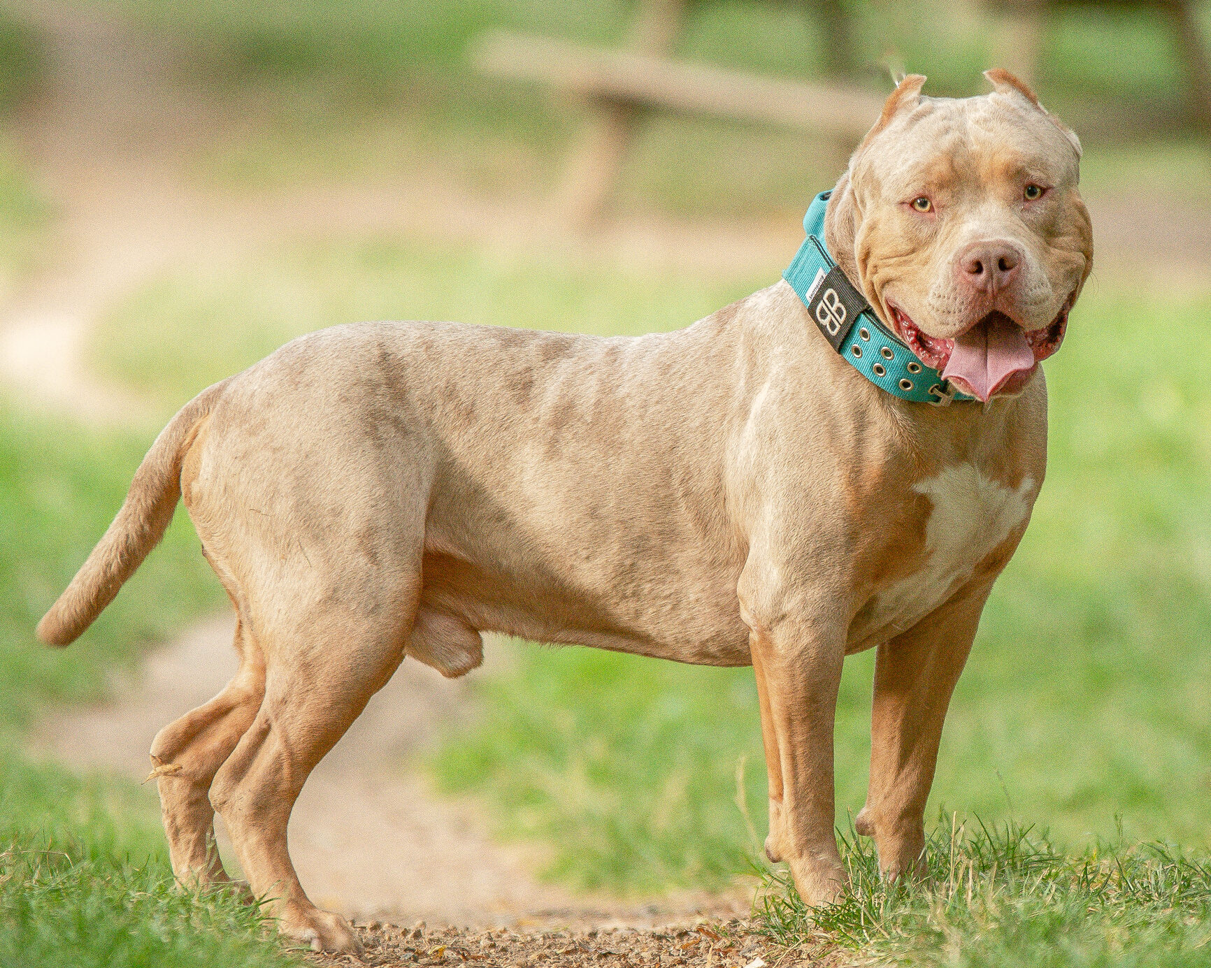 Ban On XL Bully Dogs In The UK Sparks Controversy But What Does The 