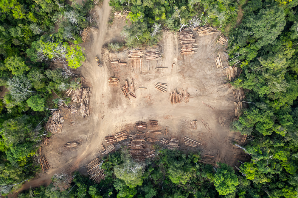 Commission eases implementation burdens of EU Deforestation Regulation