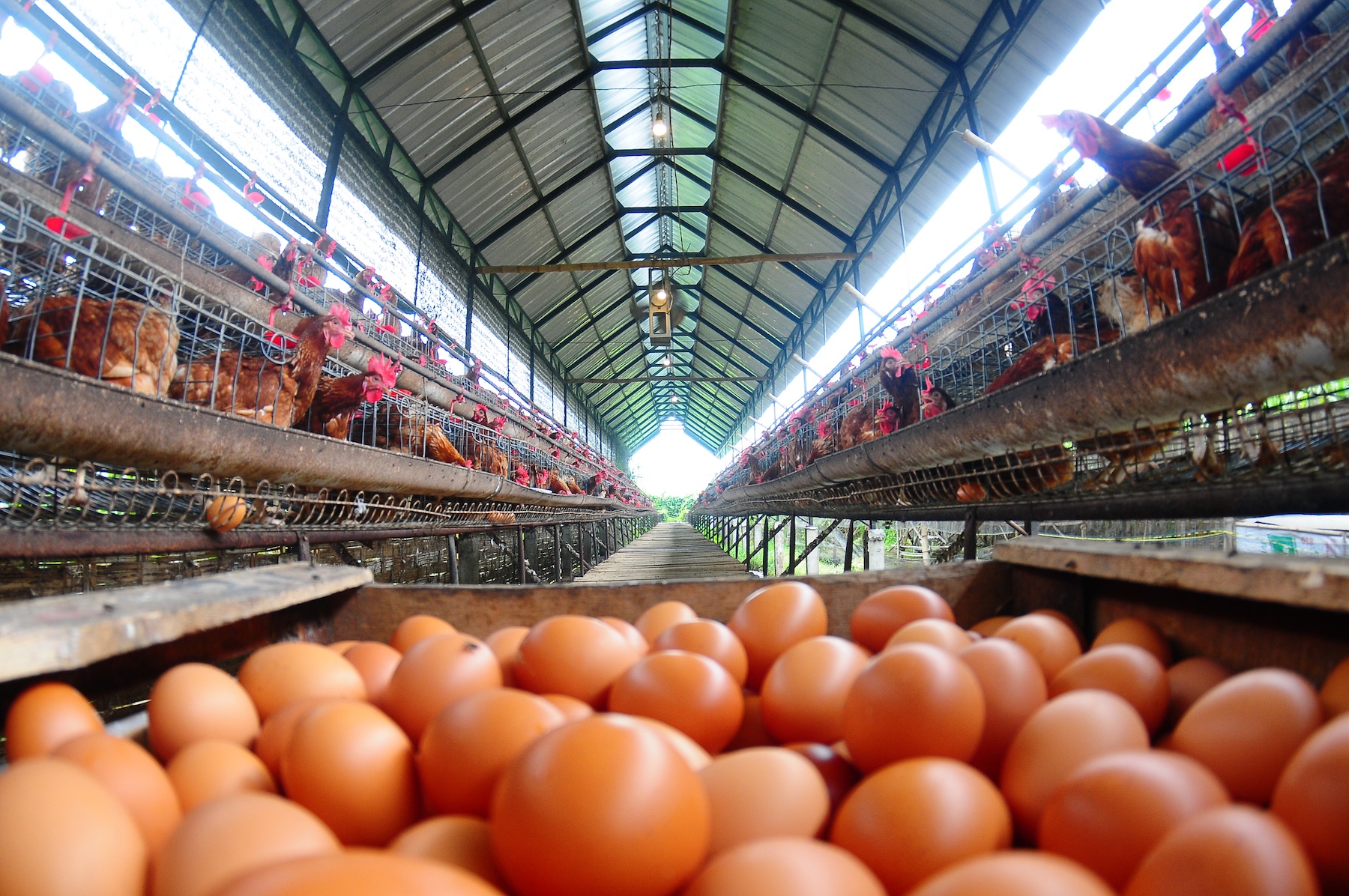Cracking the code: risk mitigation in poultry and egg production