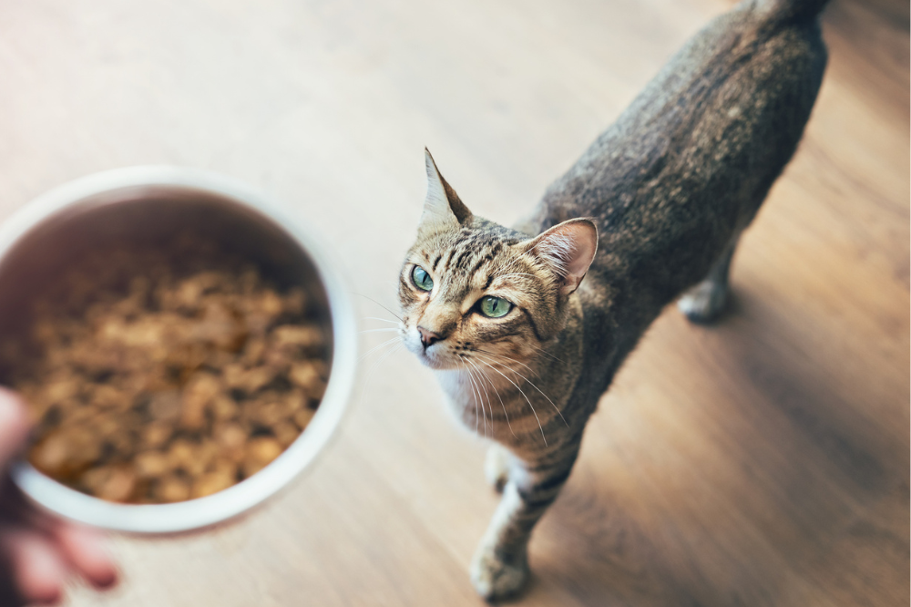Gérer les rappels de nourriture pour animaux avec une gamme complète de services