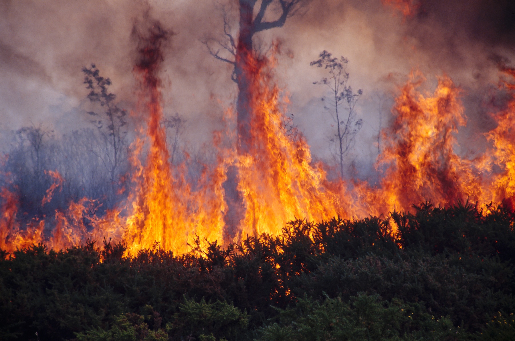 From tragedy to triumph – Australia learns from its toughest challenges, regulates change and improves bushfire resilience