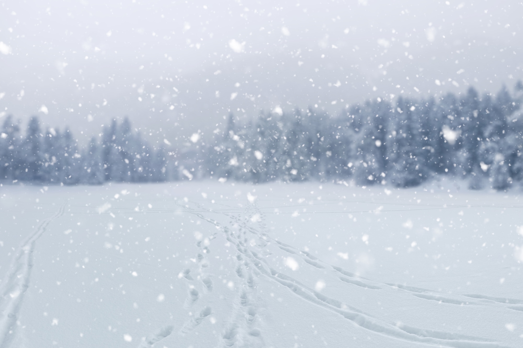 GettyImages 2246695175